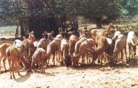 INDIRA GANDHI ZOOLOGICAL PARK