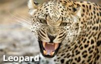 MAINSPOT LEOPARD