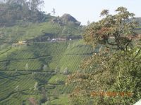 MUNNAR MOUNTAINS 7