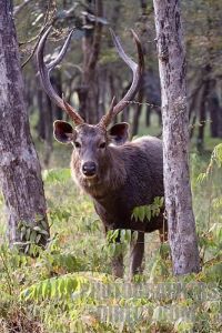 SAMBAR STAG