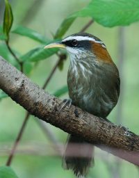 SCIMITAR BABBLER