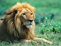 AFRICAN LION