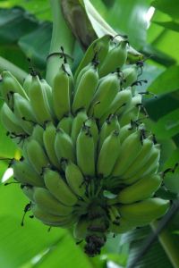 BANANNA TREE