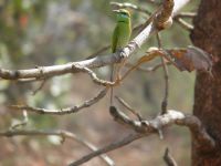 BIRD GIRD FOREST