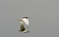 BIRDS JALMAHAL 1