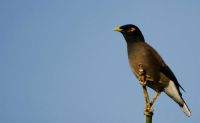 BIRDS JALMAHAL 12