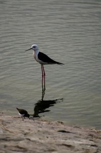 BIRDS JALMAHAL 13