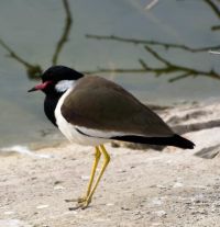 BIRDS JALMAHAL 16