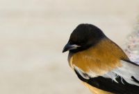 BIRDS JALMAHAL 17