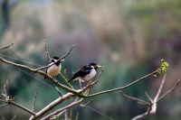 BIRDS JALMAHAL 18