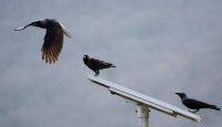 BIRDS JALMAHAL 20