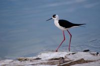 BIRDS JALMAHAL 24