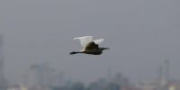 BIRDS JALMAHAL 31