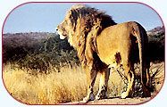 BONDLA WILDLIFE LION