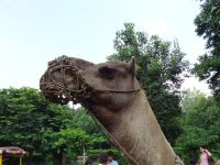 CAMEL RIDE AGRA