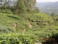 DARJEELING TEA GARDEN