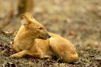 DHOLE RESTING