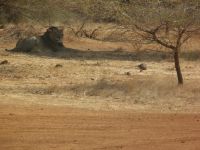 GIR FOREST 3