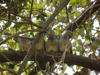 GIR FOREST BIRDS