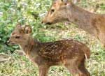 GUWAHATI ZOO