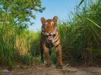 KAZIRANGA NATIONAL PARK