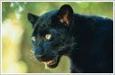 Leopard2 — India travel guide