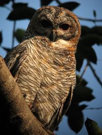 MOTTLEDWOODOWL