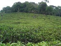 OOTY TEA ESTATE