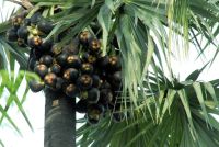 PALM FRUIT