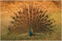 PEACOCK FARIDABAD