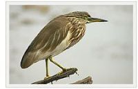 POND HERON