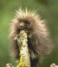 PORCUPINE