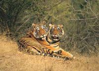 RANTHAMBORE NATIONAL PARK TIGE