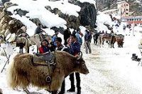 ROHTANG PASS MANALI