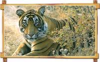 SARISKA TIGER