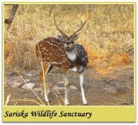 SARISKA WILDLIFE SANCTUARY