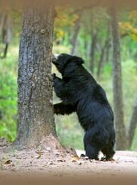 SLOTH BEAR