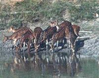 SUNDARBAN DEER