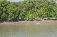 SUNDARBANS BANGLADESH