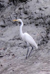 SUNDERBANS (11)