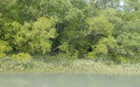 SUNDERBANS (20)