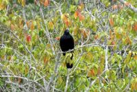 SUNDERBANS (23)