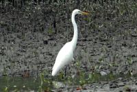 SUNDERBANS (25)