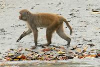 SUNDERBANS (30)