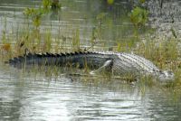 SUNDERBANS (34)