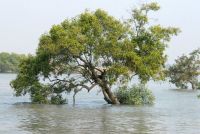 SUNDERBANS (35)