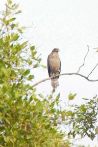 SUNDERBANS (38)