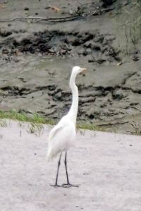 SUNDERBANS (40)