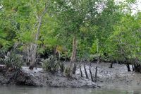 SUNDERBANS (48)