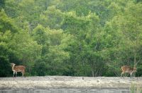 SUNDERBANS (53)